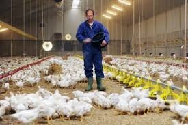 ضرر ۱۹ میلیاردی صنعت مرغداری اصفهان در یک ماه/ احتمال افزایش قیمت مرغ در شب عید