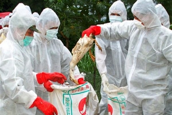 موردی از آنفلوانزای فوق حاد پرندگان در آذربایجان غربی مشاهده نشد