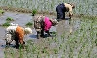 رفع ممنوعیت کشت سراسری برنج هنوز ابلاغ نشده است/ ظرفیت آبی برای افزایش کشت برنج را نداریم