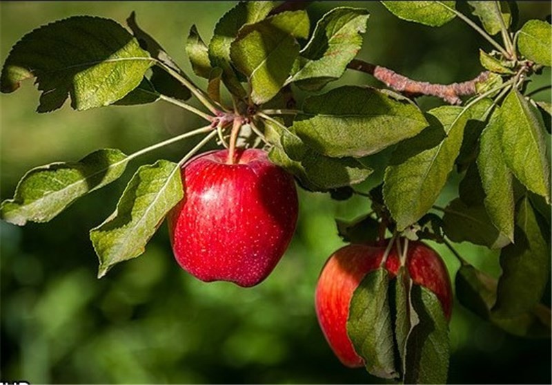 روند صادرات سیب آذربایجان ‌غربی شدت گرفت؛ میزان ذخیره‌سازی سیب در سردخانه‌ها کاهش می‌یابد