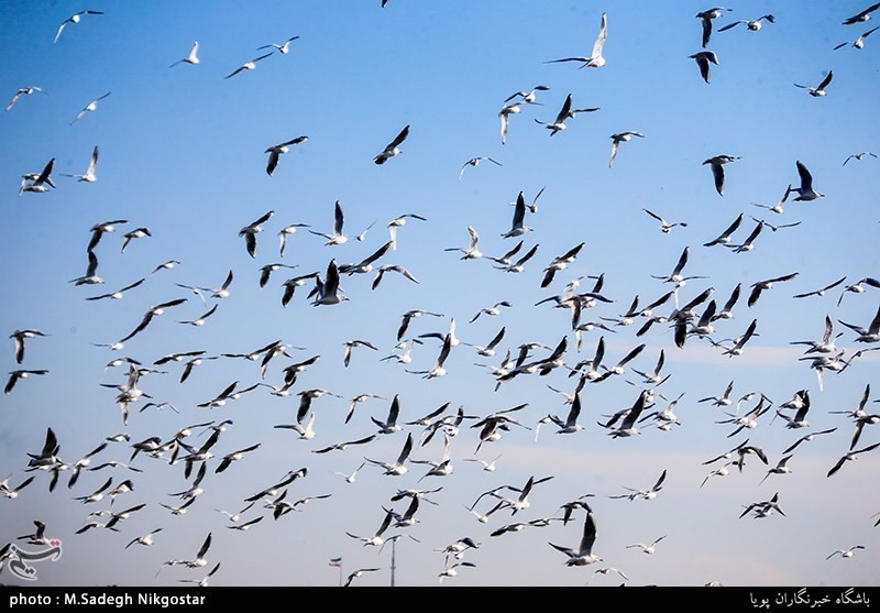 هیچ موردی از بیماری‌زایی پرندگان مهاجر در استان سمنان گزارش نشد