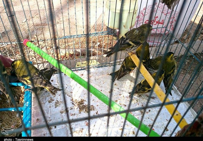 آنفلوانزا فوق‌حاد پرندگان در قم دردسرساز شد/‌پرنده‌فروشی‌های سطح ‌شهر جمع می‌شود