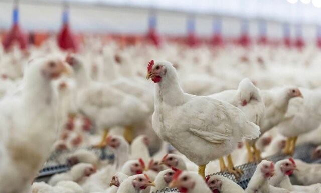 تامین نهاده از بازار آزاد، دلیل دو نرخی شدن قیمت گوشت مرغ است