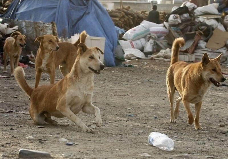 سایه ترس جولان سگ‌های ولگرد در استان کرمان؛ ساماندهی حیوانات بلاصاحب چه نتیجه‌ای داشت؟