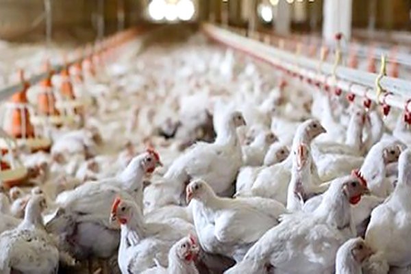 بیماری آنفلوانزای فوق حاد پرندگان در آذربایجان غربی مهار شد