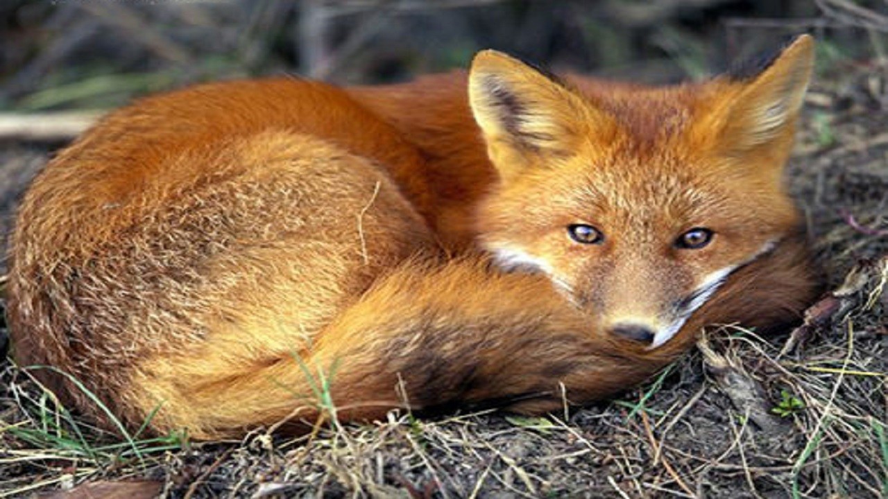 خطر انقراض، روباه ترکمنی را تهدید می‌کند