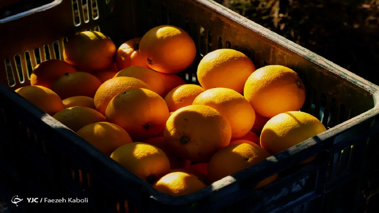 افزایش ۲ برابری عرضه پرتقال در بازار/ خیار هفته آینده ارزان می‌شود