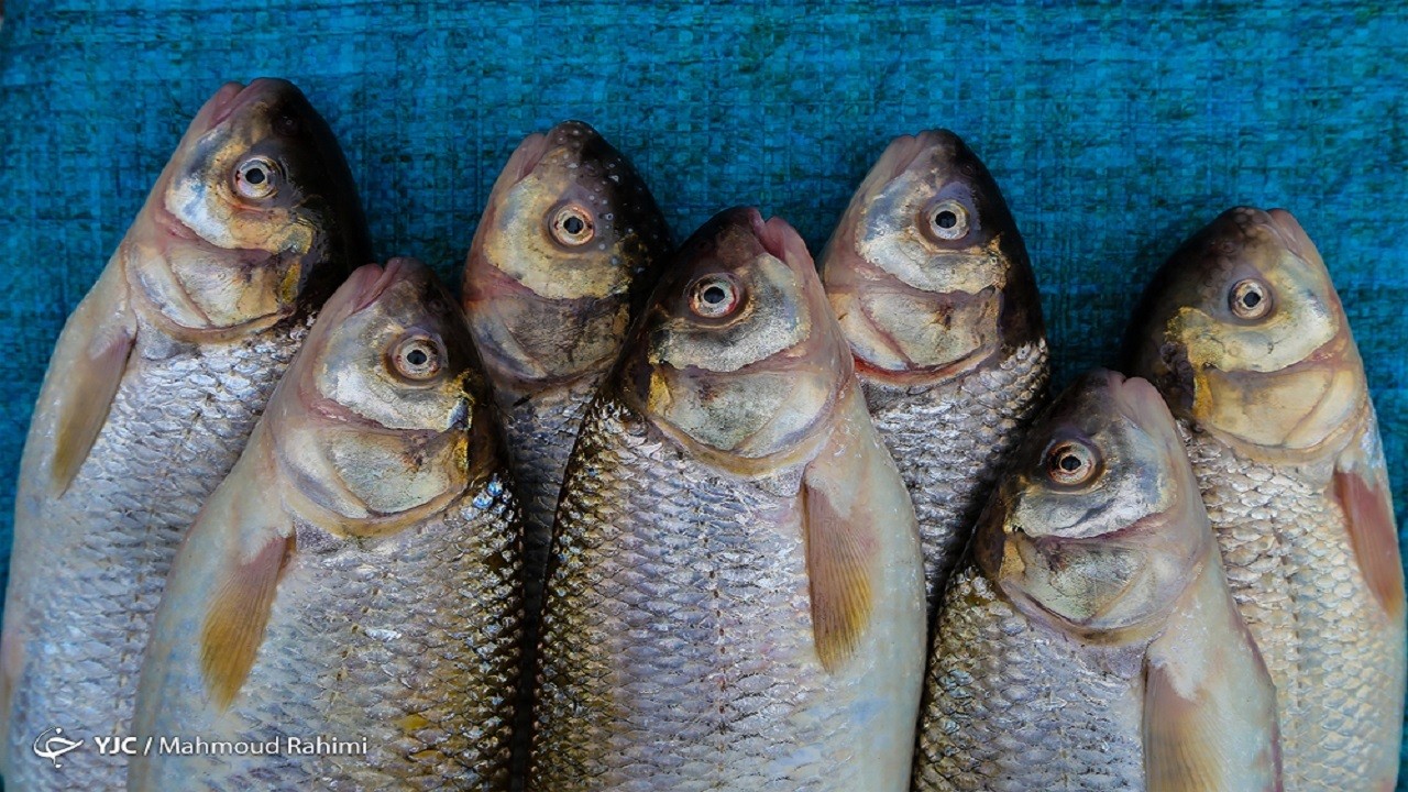 واردات ماهی تن توجیه اقتصادی ندارد/ حذف کنسرو ماهی از سفره غذایی اقشار ضعیف
