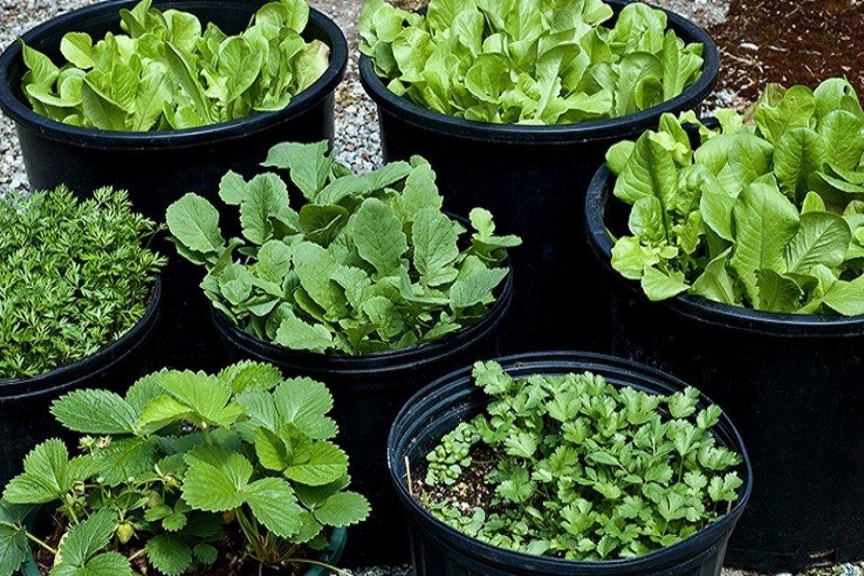 روش‌هایی برای کاشت سبزی ارگانیک در خانه