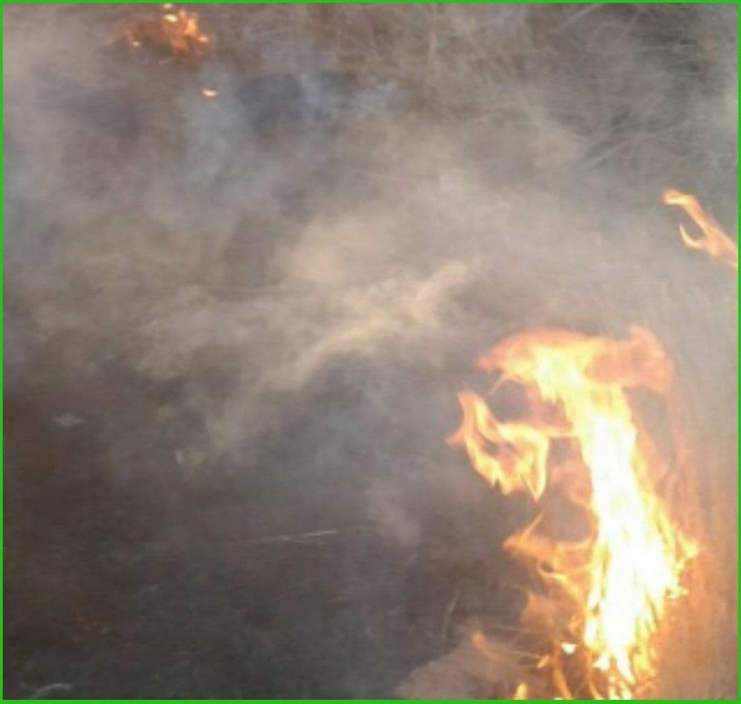 ممنوعیت سوزاندن بقایای گیاهی مزارع و باغات در شهرستان گناباد
