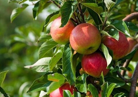 با خوردن سیب سیستم ایمنی خود را تقویت کنید