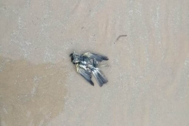 تلف‌شدن پرندگان در ساحل شهرستان گناوه/ علت در حال بررسی است