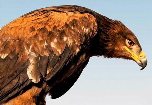 تحویل یک بهله عقاب طلایی نابالغ به محیط زیست نهاوند
