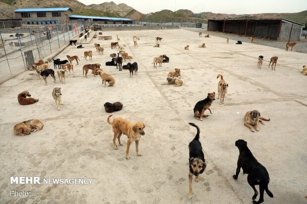 سگ‌های بلاصاحب بوشهر علیه بیماری هاری واکسینه شدند