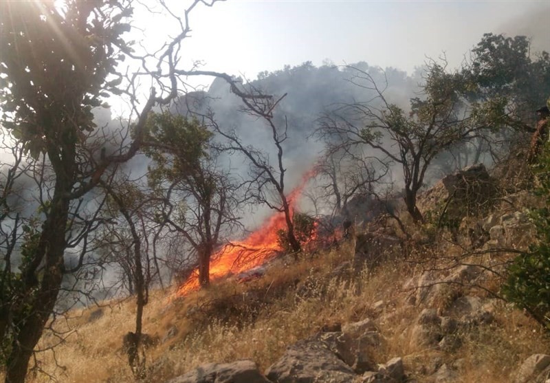 ۲۵ مورد آتش‌سوزی در مناطق تحت حفاظت استان فارس؛ با هر آتش‌سوزی تجدید حیات ۱۰ ساله جنگل از بین می‌رود