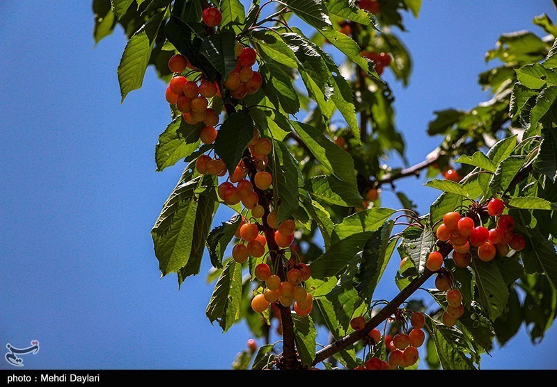 اجرای طرح توسعه باغات استان ایلام در اراضی شیب‌دار سبب رونق تولید می‌شود