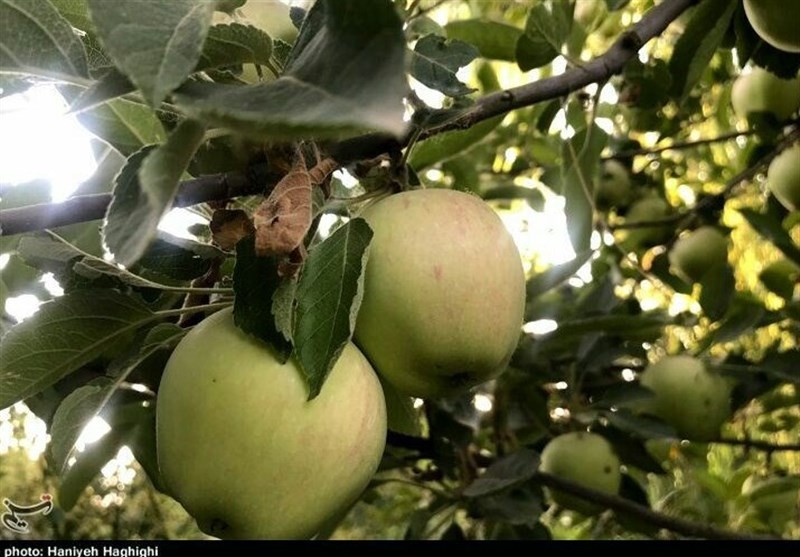 صادرکنندگان «سیب» بروجرد حمایت می‌شوند