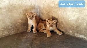 مرگ دو توله شیر باغلارباغی تبریز به علت تولد نارس