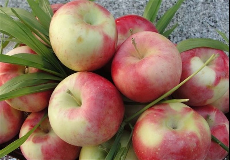 سرمازدگی بهاره و خشکسالی عاملان کاهش تولید سیب گلاب در استان اصفهان است