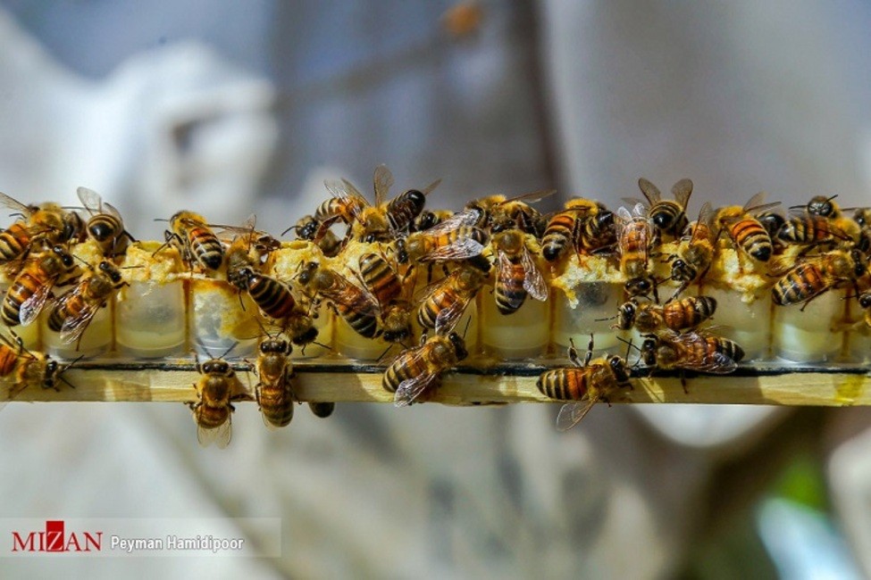 تلفات ۴۰ درصدی زنبورعسل/معضل آفرینی سازمان دامپزشکی برای زنبورداری!