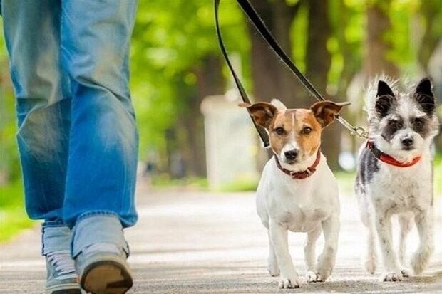 ورود سگ به تمامی پارک‌های تهران ممنوع است