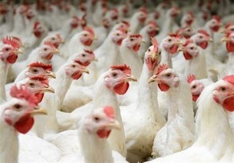 بازار مرغ همدان به وضعیت عادی بازگشت