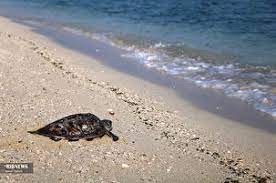 یک قطعه لاک‌پشت کمیاب پوزه عقابی در ساحل بندر ریگ رهاسازی شد