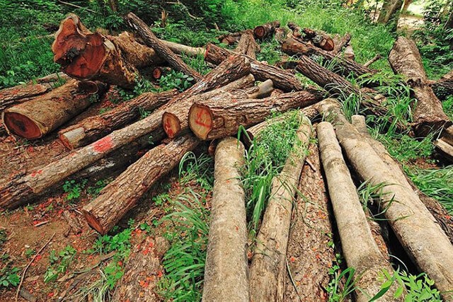 مجوزی برای قطع درختان در حریم رودخانه‌ها صادر نمی‌شود