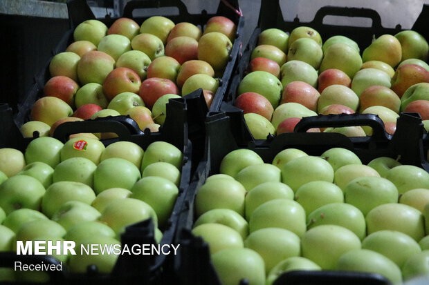 دولت بازار آشفته سیب سمیرم را ساماندهی کند/صادرات دست دلالان است
