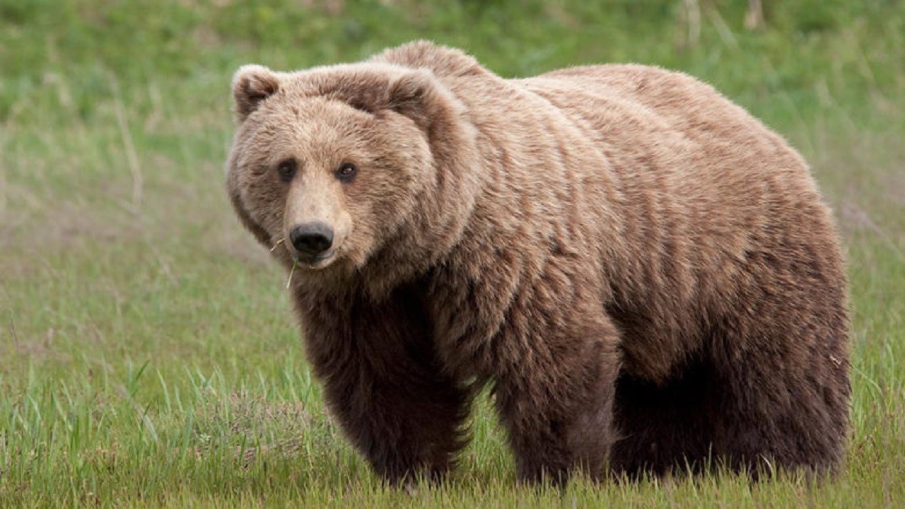 شکار خرس توسط زوج شکارچی برای رسیدن به چربی زیر پوستی/ شکارچیان شناسایی شدند