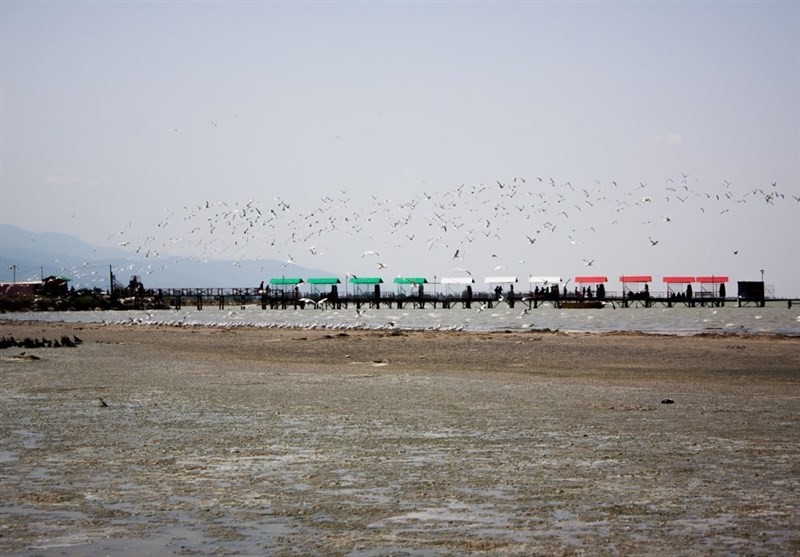 خشکی کامل ۱۴ هزار هکتار از خلیج گرگان؛ احتمال تکرار مرگ و میر پرندگان مهاجر وجود دارد