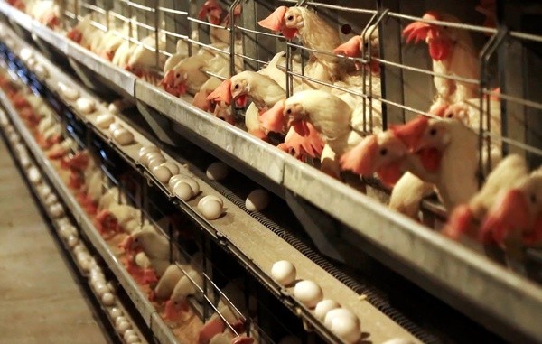 واردات ۲۵ میلیون تخم‌مرغ نطفه‌دار گوشتی/ افزایش ۱۰ درصدی جوجه‌ریزی در سال جاری