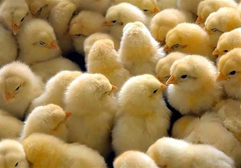 بررسی دلایل کمبود مرغ از زبان مرغداران همدانی؛ از نبود مرغ پربازده تا مشکلات تخصیص نهاده‌ها