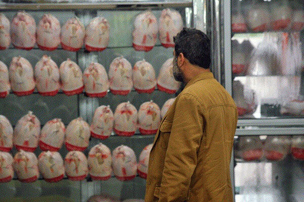 قیمت مرغ دراصفهان به۳۱هزارتومان رسید/جوجه‌های وارداتی در راه است