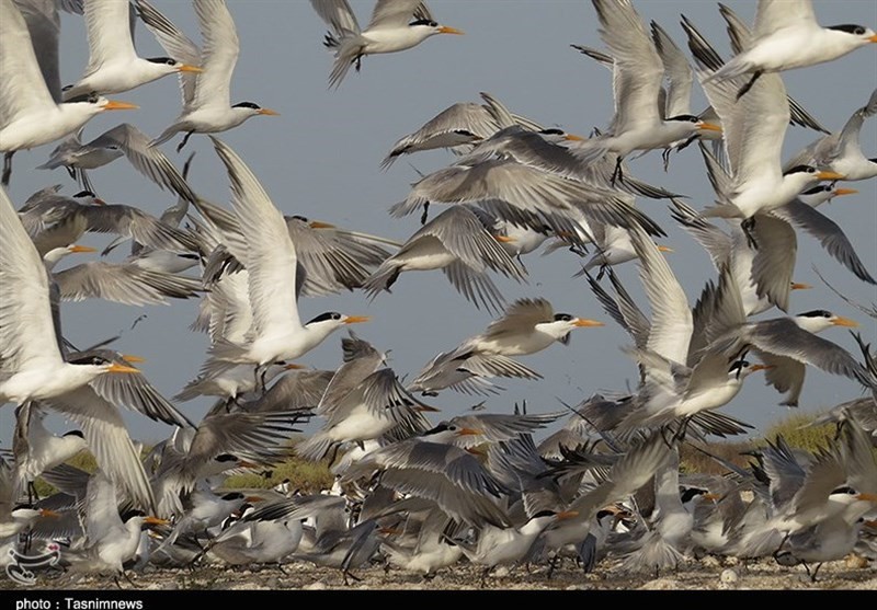 مهاجرت پرندگان به تالاب‌، آبگیر و سواحل استان بوشهر آغاز شد