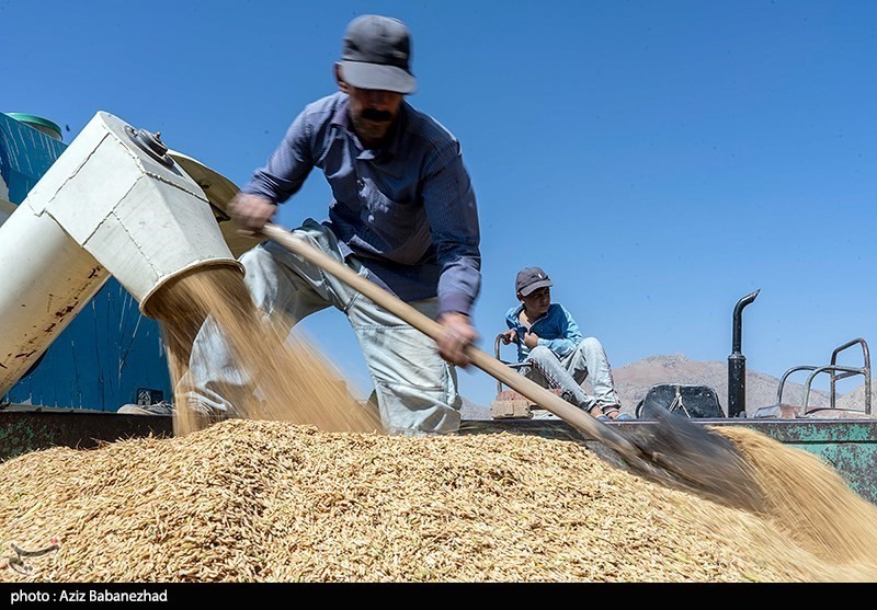 افزایش قیمت برنج در بازار اصفهان/یک کالای اساسی دیگر از سبد غذایی قشر ضعیف حذف می‌شود