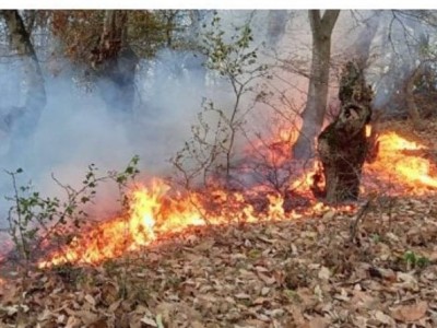 آتش به جان جنگل "رنگو" افتاد/ فراخوان گروه‌های جهادی از سوی فرمانده سپاه گرگان برای اطفای حریق