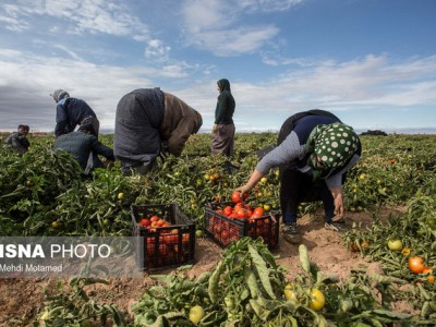 قیمتِ بالایِ گوجه فرنگی بوشهر؛ کشاورز ناراضی، مردم ناراضی‌تر