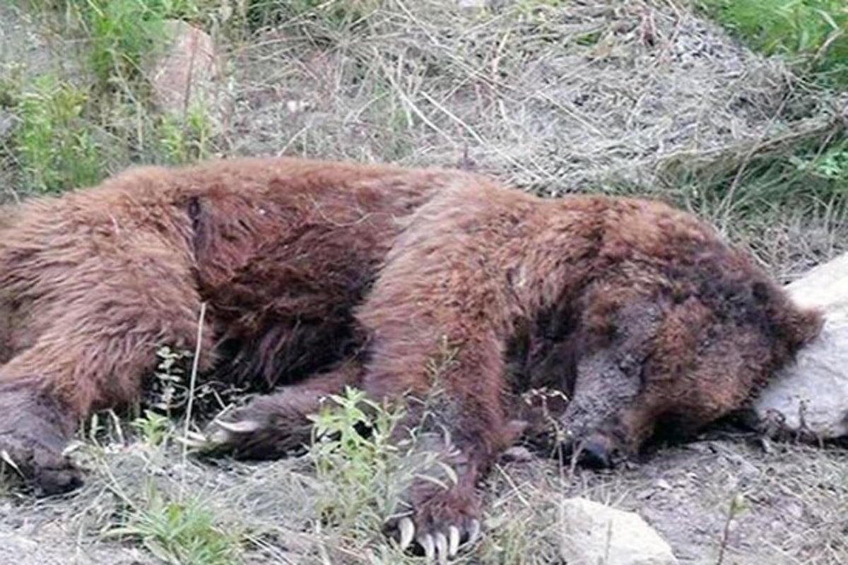 تصویری تلخ از آتش زدن یک خرس قهوه‌ای در چرام