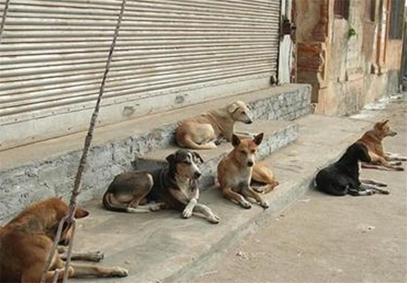 پرسه سگ‌های بلاصاحب در بیخ گوش پایتخت/ مسئولان جولان سگ‌ها در باقرشهر را دریابند