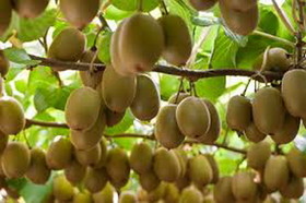 مشخصات تولیدکنندگان کیوی در اختیار سازمان حفظ نباتات هندوستان قرار می گیرد