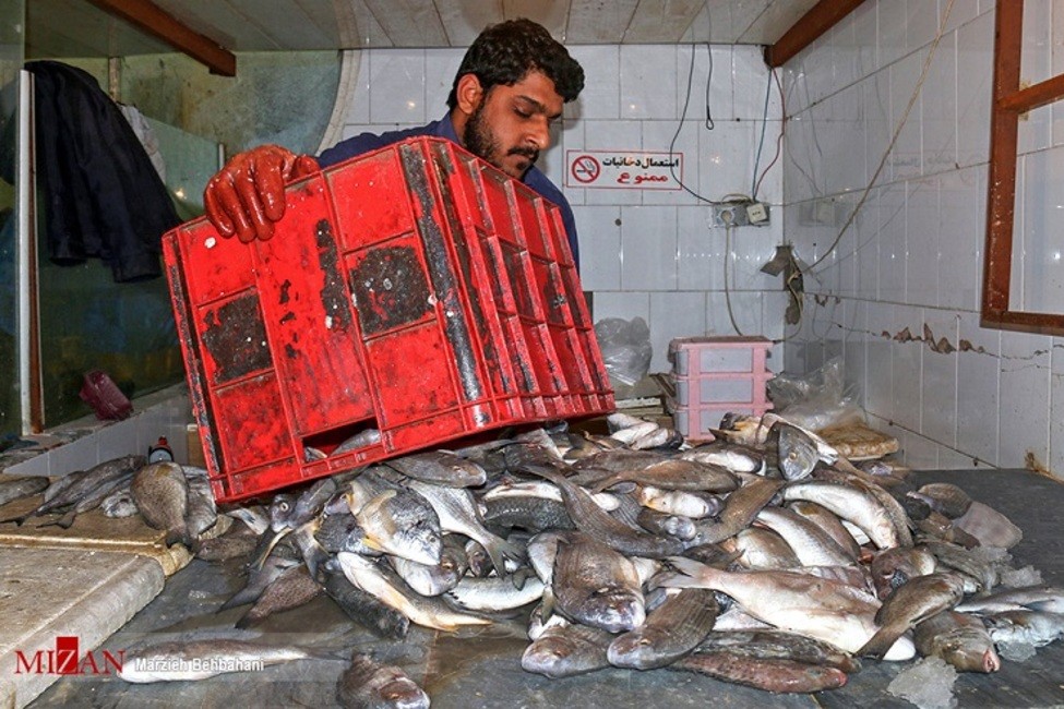 کاهش قیمت ماهی قزل‌آلا در میادین میوه و تره بار