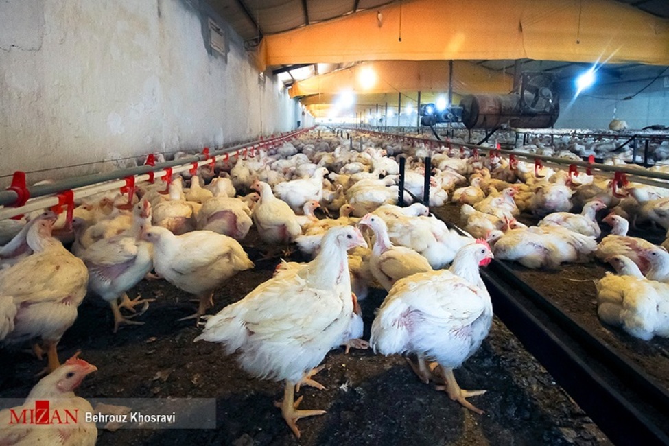 قیمت مرغ افزایشی ندارد/ مشکل تخصیص و حمل نهاد های مرغداران در حال حل شدن است