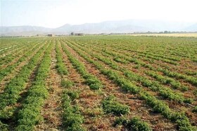 تحقق ۷۹ درصدی کشاورزی قراردادی در خوزستان