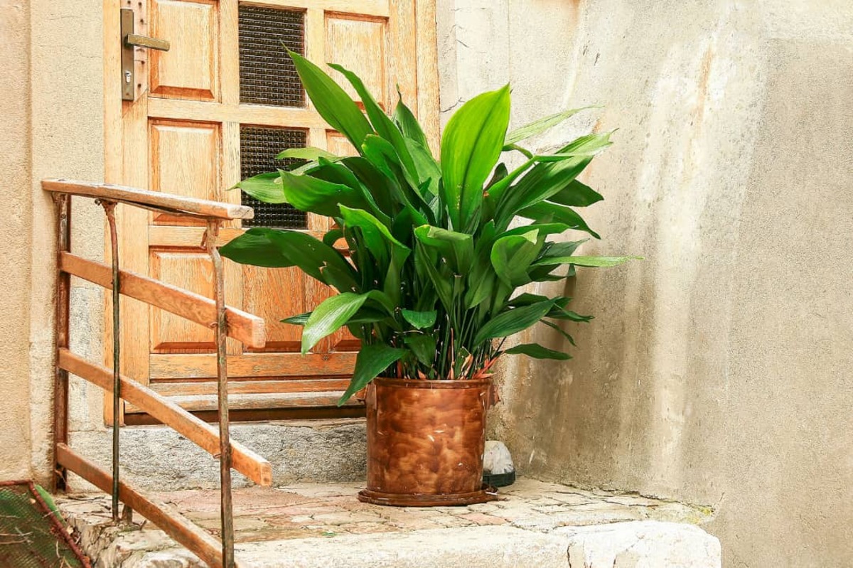 روش‌های نگهداری و تکثیر گیاه آپارتمانی «برگ عبایی»