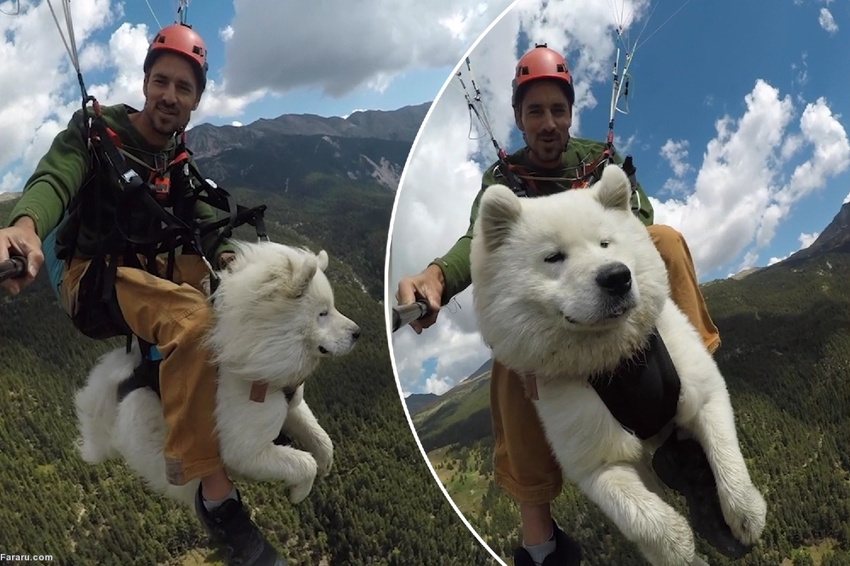 (ویدئو) پرواز یک سگ بر فراز بلندترین قله اروپا