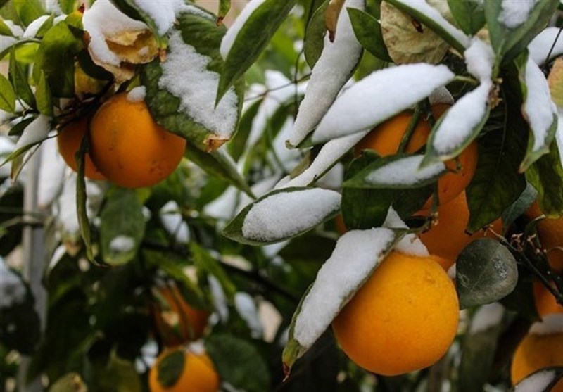 پیش‌بینی بارش‌های سنگین در ۱۱ استان/ هشدار یخ‌زدگی محصولات کشاورزی