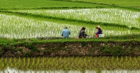 عباسی: برنج خارجی به قیمت نیم‌ دلار وارد کشور می‌شود