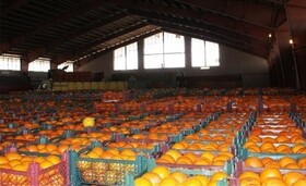 ذخیره ۲۵۰ تن پرتقال و سیب شب عید در گلستان