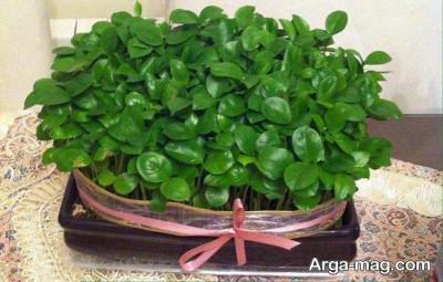 نحوه کاشت سبزه پرتقال